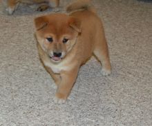 Excellent Shiba Inu Puppies Male and Female