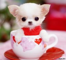 family raised mini Chihuahua puppies . Text> (647)-558-4992