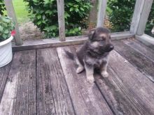 German Shepherd Puppies Available