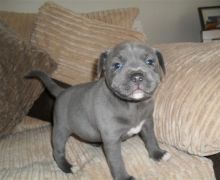 Nice Staffiordshire Bull Terrier Puppies For Sale