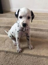 Quality Dalmatian Puppies For Sale
