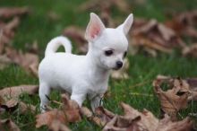 show quality baby CHIHUAHUA PUPPIES READY. Text> (647)-558-4992