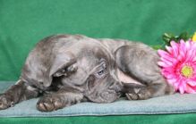 Two Cane Corso Puppies For Sale TEXT ONLY (317) 939 3419