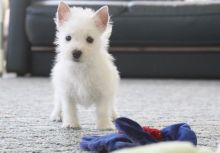 West Highland Terrier Puppies For Sale