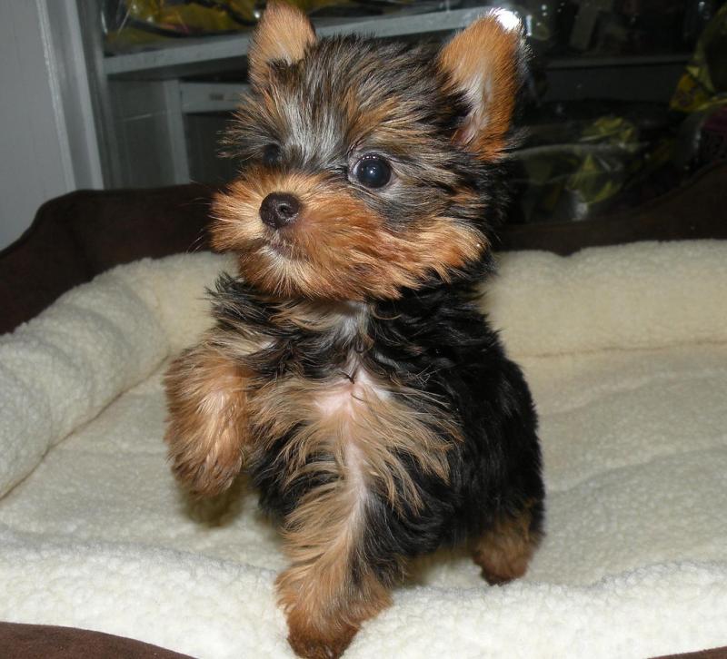 Affectionate YORKIE PUPPIES for free. text:(819) 975-7983 Image eClassifieds4u