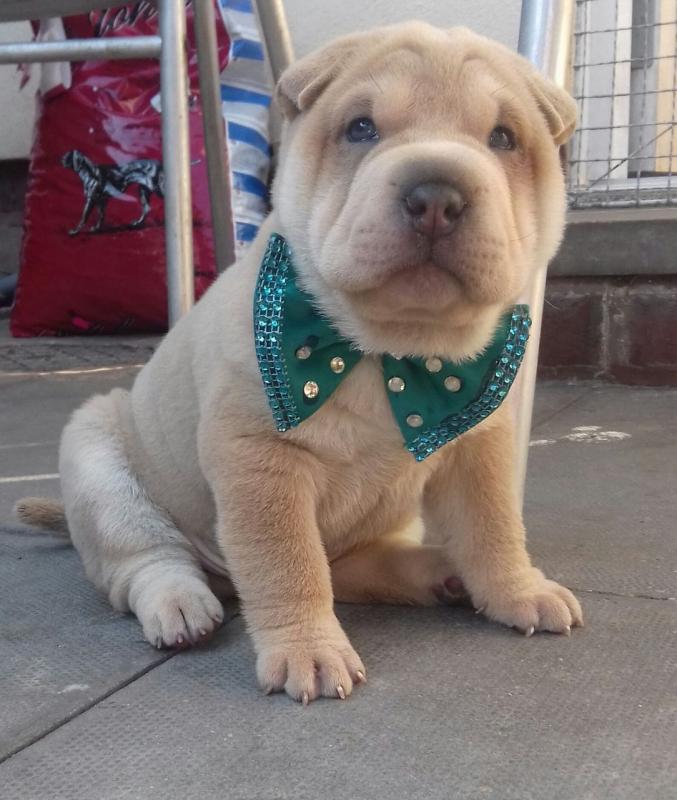 Amazing Shar Pei Puppies For Sale Image eClassifieds4u