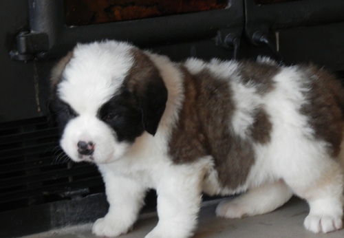Amazing St. Bernard Pups For Sale Image eClassifieds4u
