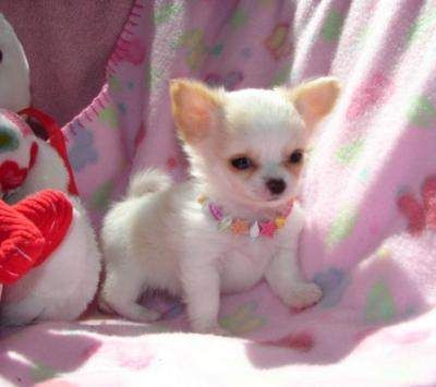 Brilliant teacup Chihuahua puppies seeking a home. Text> (647)-558-4992 Image eClassifieds4u