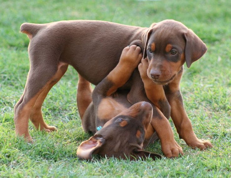 Champion Pedigree Bred Doberman Puppies (kc Reg'd) Image eClassifieds4u