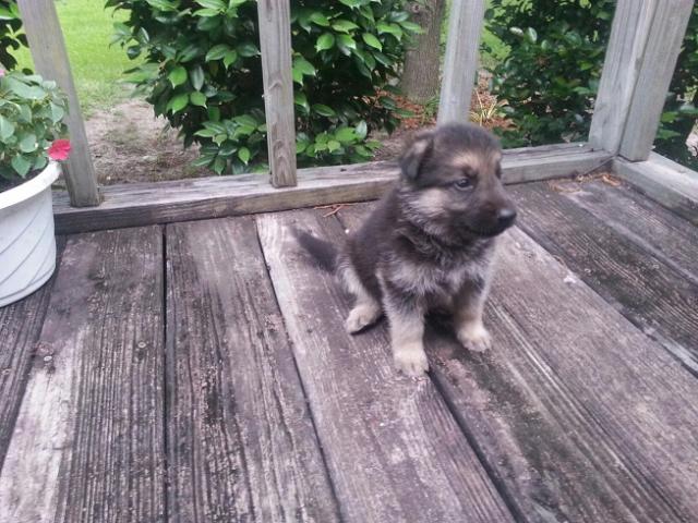 German Shepherd Puppies Available Image eClassifieds4u