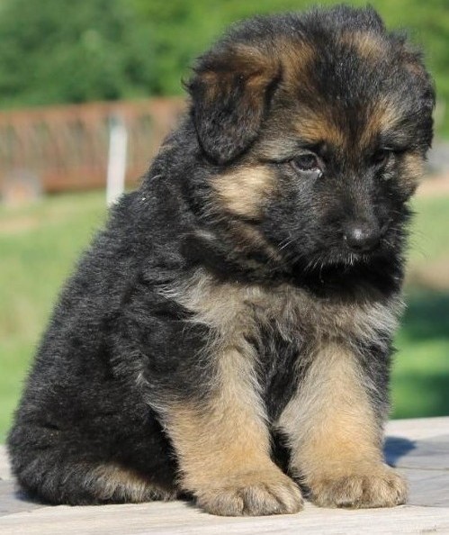 German Shepherd Puppies Available Image eClassifieds4u