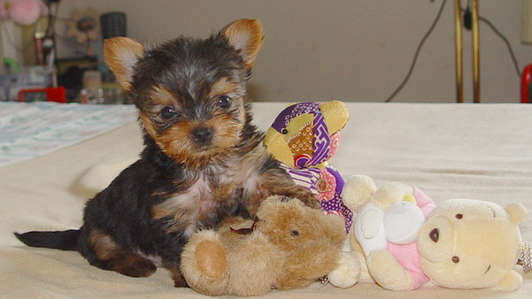 I got YORKIE PUPPIES for free. text:(819) 975-7983 Image eClassifieds4u