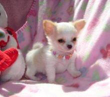 Brilliant teacup Chihuahua puppies seeking a home. Text> (647)-558-4992 Image eClassifieds4u 1