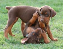 Champion Pedigree Bred Doberman Puppies (kc Reg'd) Image eClassifieds4U