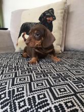 CKc Reg Standard Dachshund Ready Image eClassifieds4u 2