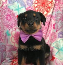 Two Rottweiler Puppies For Sale TEXT ONLY (317) 939 3419 Image eClassifieds4U