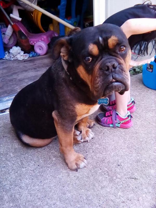 Old English Bulldog Image eClassifieds4u