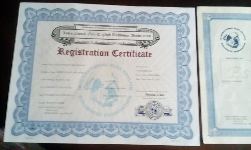 Old English Bulldog Image eClassifieds4u