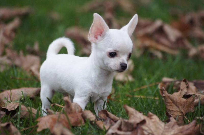 show quality baby CHIHUAHUA PUPPIES READY. Text> (647)-558-4992 Image eClassifieds4u