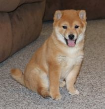 health Shiba Inu Puppies For Sale TEXT ONLY (317) 939 3419