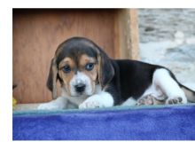 healthy Beagle Puppies For Sale TEXT ONLY (317) 939 3419