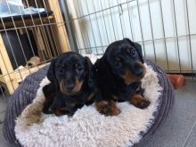 Beautiful Pra Clear Pedigree Miniature Dachshunds