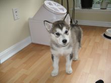 Beautiful Pure For Alaskan Malamute Puppies