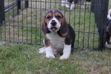 BeautifulLovely Friendly Beagle Pups (437) 370-5674