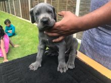 Blue Great Dane Pups Ready To Leave