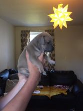 Blue Staffordshire Bull Terriers For Sale