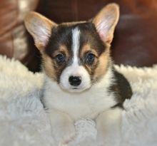 cute n lovely Welsh Corgi Puppies For Sale TEXT ONLY (317) 939 3419