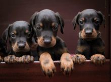 Dobermann Pups Ready Brown & Tan And Black & Tan