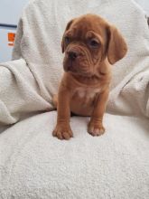 Dogue De Bordeaux Puppies For sale text (437) 370-5674