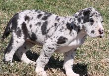 happy male and female Great Dane For Sale TEXT ONLY (317) 939 3419