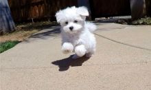 happy male and female Maltese Puppies For Sale TEXT ONLY (317) 939 3419