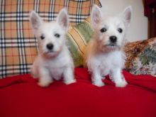 happy male and female West Highland White Terrier Puppies For Sale TEXT ONLY (317) 939 3419