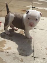 Muscle Tones Imported American Bully Pup