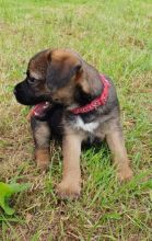 Outstanding Kc Border Terrier Puppies For Sale text (437) 370-5674