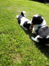 Pedigree Kennel Club Registered Lhasa Apso (437) 370-5674