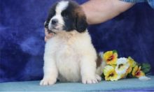 Perfect C KC registered Cute Saint Bernard Puppies For Sale TEXT ONLY (317) 939 3419