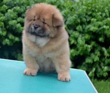 Perfect C KC registered Marvelous Chow chow Puppies For Sale TEXT ONLY (317) 939 3419