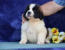 Perfect C KC registered Saint Bernard Puppies For Sale TEXT ONLY (317) 939 3419