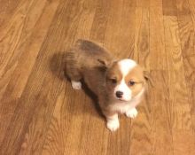Perfect C KC registered Welsh Corgi Puppies For Sale TEXT ONLY (317) 939 3419