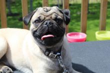 Pug puppy 10 months - Chiot Carlin (pug) 10 mois