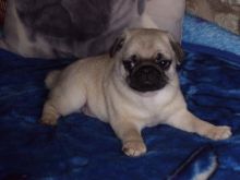 Quality K.c.reg Pug Puppies For Sale (437) 370-5674