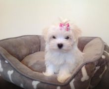 Stunning X Maltese X Ready To Leave (437) 370-5674