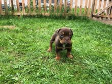 Super Quality Old English Bulldog Chocolate Tri Bulldogs