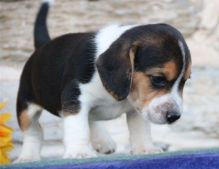 sweet, happy male n Female Beagle Puppies For Sale TEXT ONLY (317) 939 3419