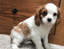 sweet, happy male n Female Cavalier King Charles Puppies for sale! TEXT ONLY (317) 939 3419