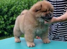sweet, happy male n Female Chow chow for sale! TEXT ONLY (317) 939 3419